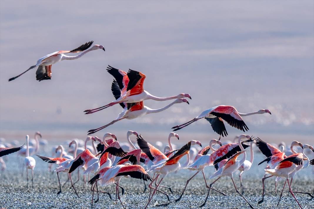 Konya’nın flamingo cenneti! 180 türe ev sahipliği yapıyor, görsel şölen sunuyor 26